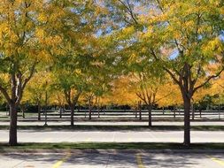 park tree artistic autumn scene