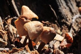 tiny mushrooms in the forest