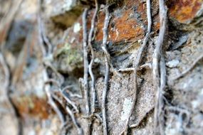 Closeup Picture of roots on a wall