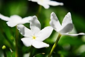 white flowers of jasmine on ceylon