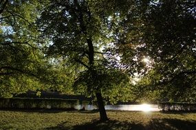 morning sun behind the trees