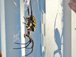 spider on the web near the building