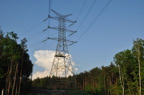 Forest in Poland
