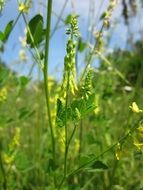 yellow sweet clover