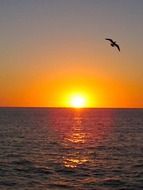 seagull in a flight at the sunset