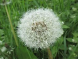 Closeup picture of dandelion in nature