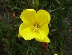 photo of a yellow flower among greenery