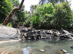 spring brook, water stream in forest, india, western ghats