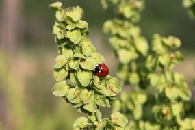 Ladybug on a plants