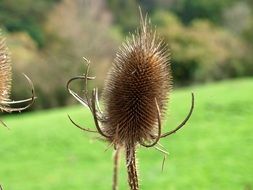 closeup thistle dry bloom