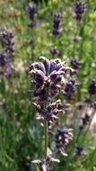 lavender plant field