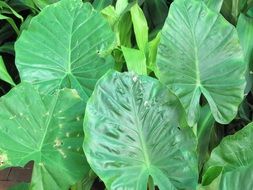leaves elephant ears