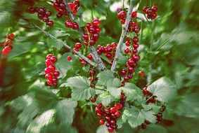 currant berry vegetable garden blurred