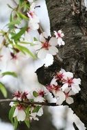 tree with white flowers in spring