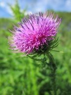 spiny plumeless thistle