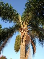 seeds on foxtail palm