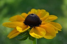 pollen on the yellow rudbecka