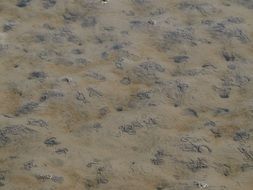 watt worm pile sand
