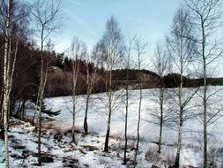 snowy field at forest, sweden