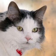 white domestic cat with a collar