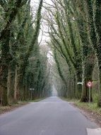 old trees at asphalt road