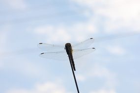 dragonfly sits on stick at cloudy autumn sky