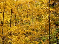 Yellow leaf trees in a forest