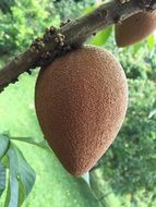 tropical fruit on the branch