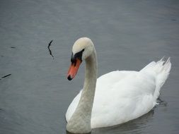 beautiful wild swan