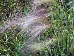 grass in alpine meadows close up