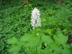 Picture of wild flower