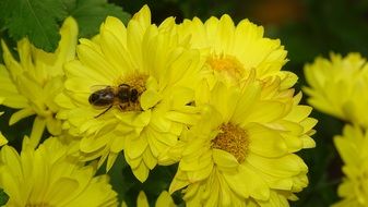 insect collects pollen on a yellow flower