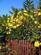 yellow flowers behind the fence