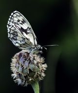 white butterfly on plant macro