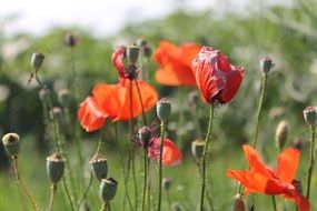 wild poppies, flowers and seed heads close up