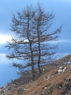 trees larch nature winter
