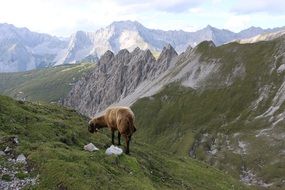 sheep on the alps