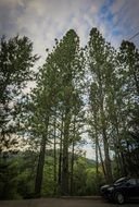 tall trees in the park