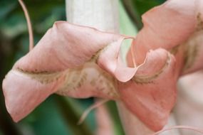 angel trumpets flowers in South America