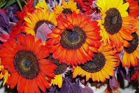 red and yellow sunflower closeup