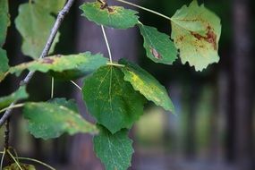 damaged leaves on tree