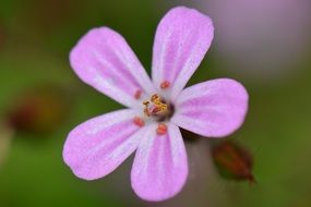 purple flower in nature close up