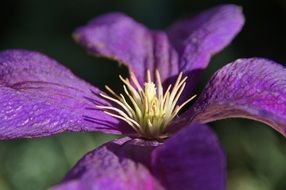 purple clematis flowers close-up on blurred background