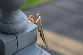 mantis on wooden figure