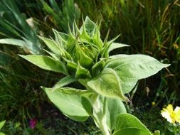 stunning green flowers