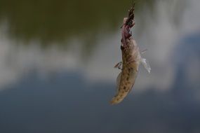 Fish on the fishing