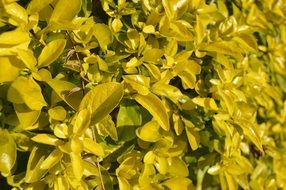 hedge, shrubs with Yellow leaves, background