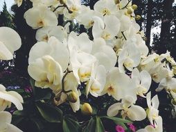 white moth orchids in bloom in thailand