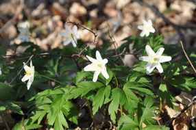 spring nature plant