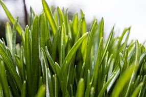 Natural lawn grass